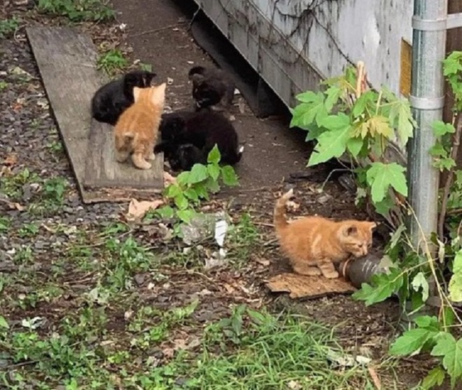 Котята на улице