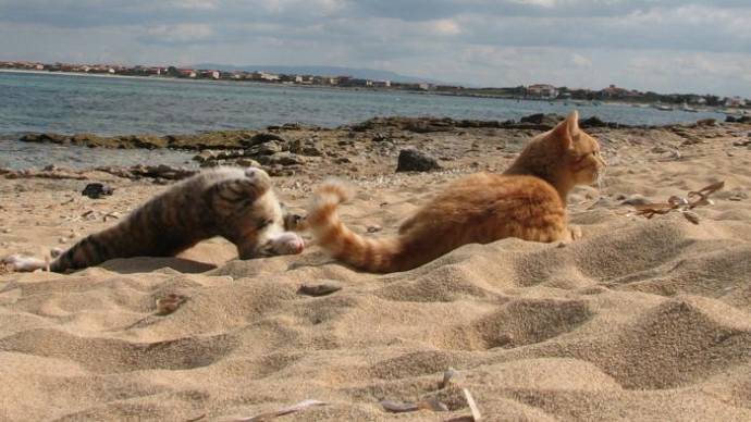 Кошачий приют на пляже попал в список лучших туристических мест Италии