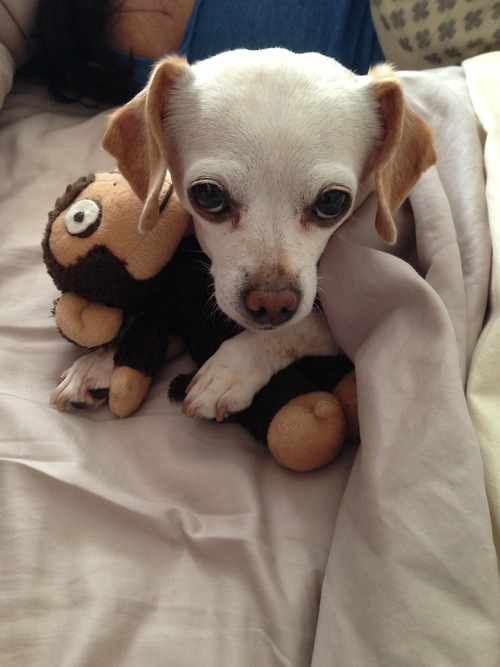 Милые животные и мягкие игрушки 