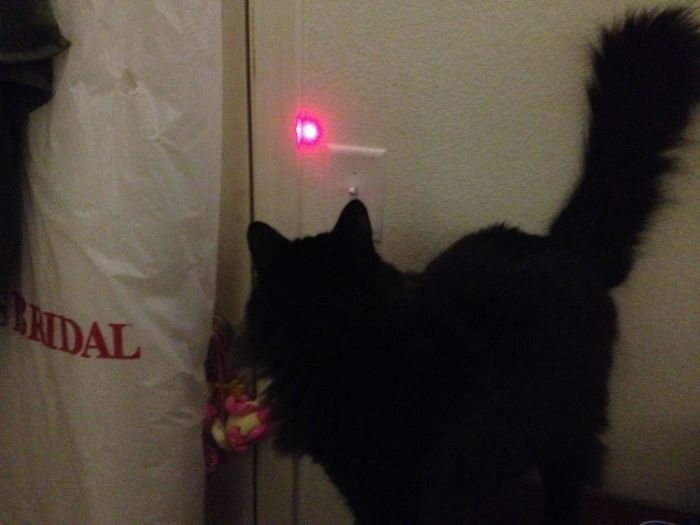 Wife And I Spend An Hour Trying To Get The Cat To Turn Off The Lights, So We Didn't Have To Get Out Of Bed