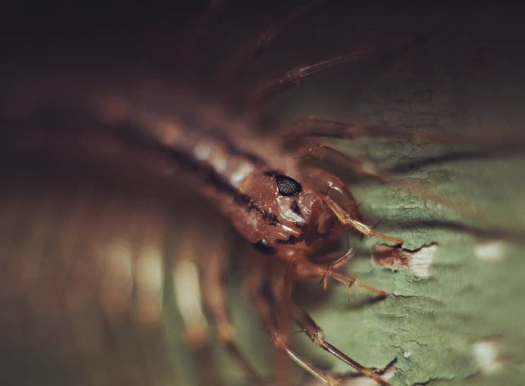 Фасеточные глаза вы наверняка видели у мухи. Они состоят из множества отдельных единиц – омматидий, объединяющихся в общую систему зрения. 