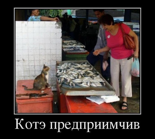 Демотиваторы про КотЭ (16-02-2013) » Go2Load.com - UA-IX! Внимание ...