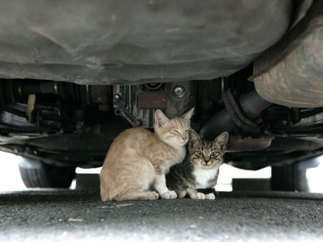 Кот под машиной: истории о том, как мурлыки едва не пострадали от колес авто 
