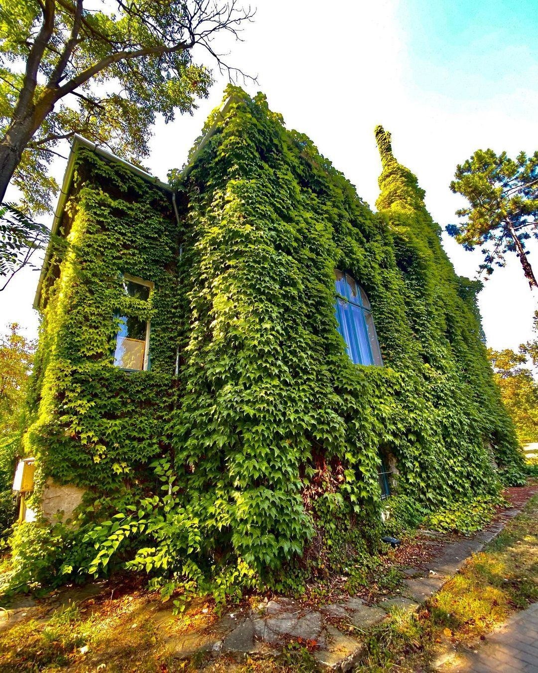 Вот так засосало... О домах, поглощённых плющом 