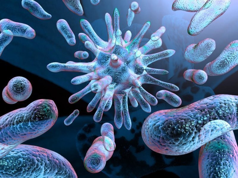 Три четверти видов бактерий, живущих в кишечнике человека, еще не открыты. бесполезные, жизнь, интересно, прсото обо всем, факты