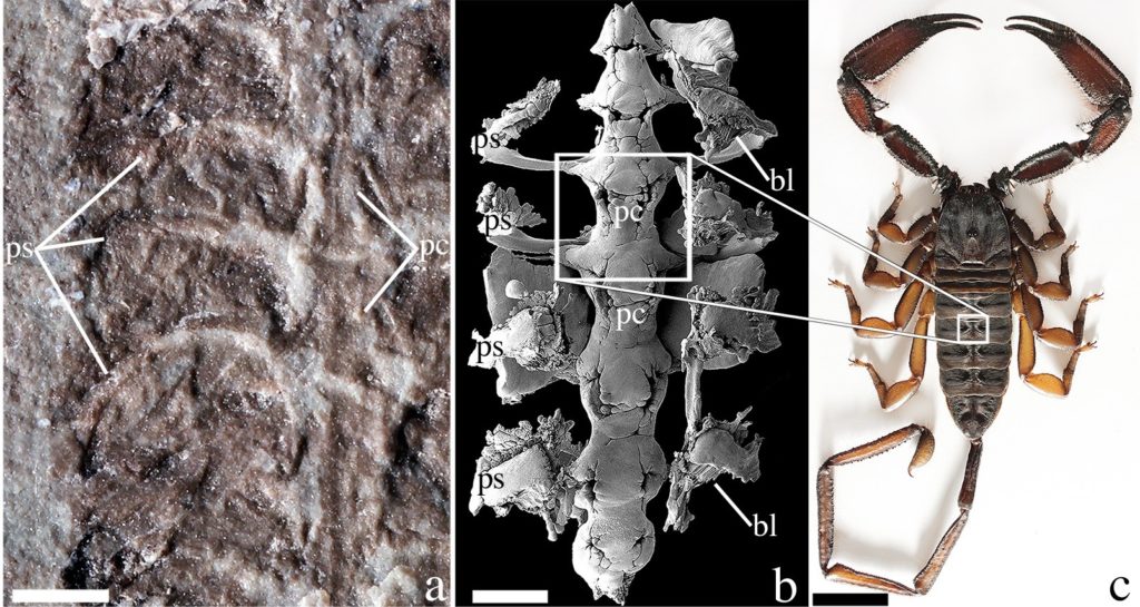 Окаменелость (слева) была обнаружена в 1985 году и позволила рассмотреть дыхательные и сосудистые органы (в центре) — почти такие же, как у современных скорпионов (справа) / ©Andrew Wendruff, OSU