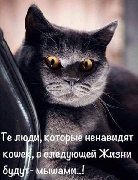 Зверский юмор, КОТОФейный 