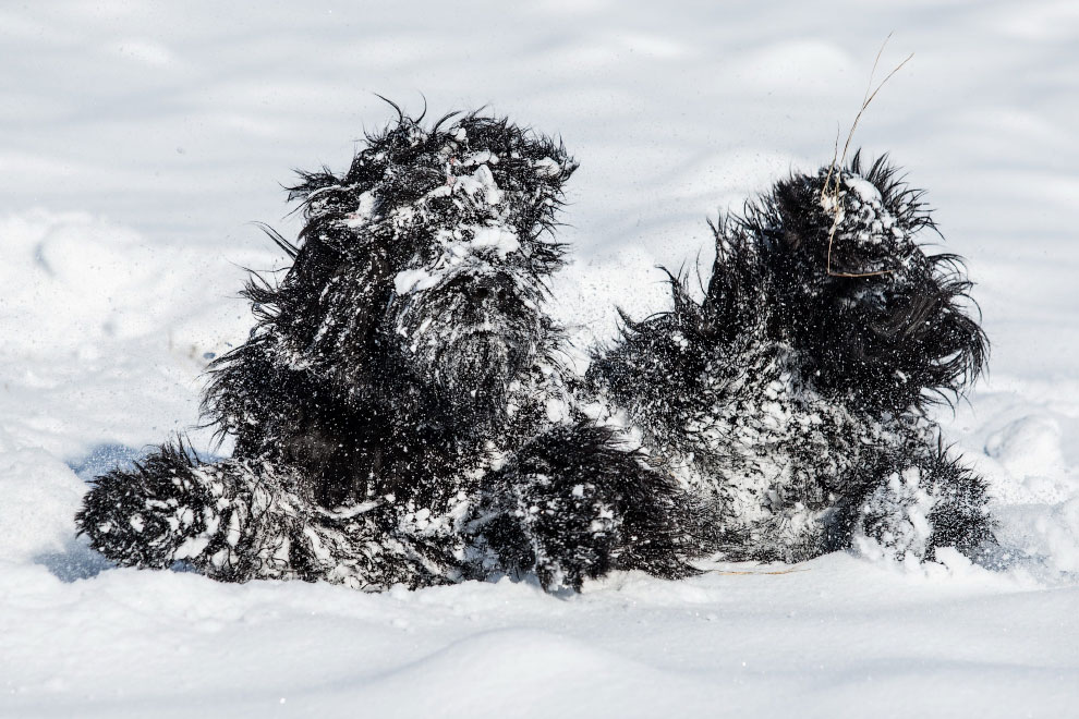 Победители конкурса фотографии Comedy Pet Photo Awards 2020