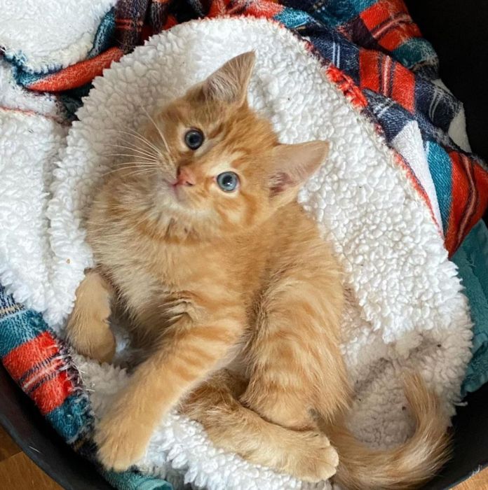 Без кота и жизнь не та