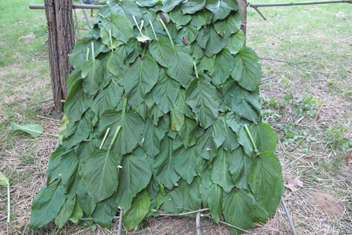 Секреты спецназа: как можно использовать обычные листья домашн й очаг,полезные советы,рукоделие,своими руками