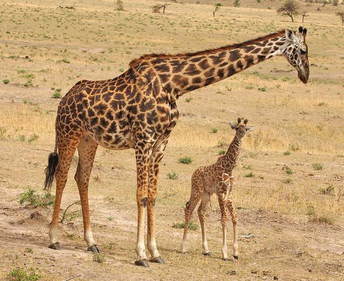Интересно, как называется детеныш жирафа? Жирафенок?