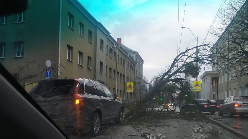 Ураган «Герхильд» в Калининграде повалил более 20 деревьев и оставил без света 12 улиц