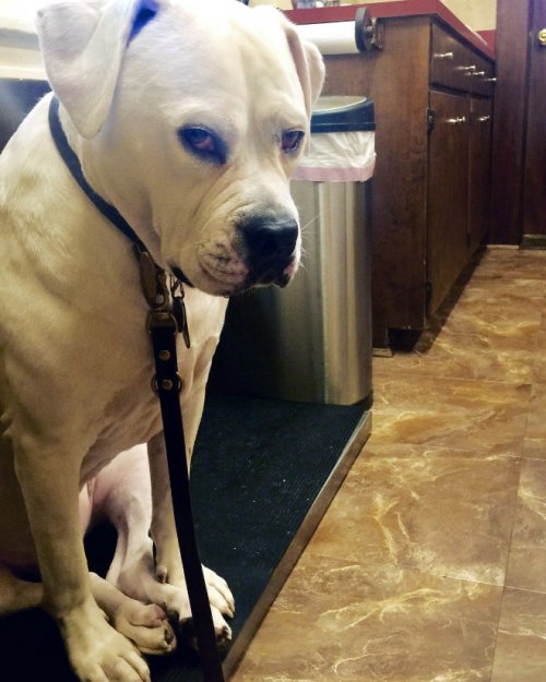 20 драматических фотографий с собаками, которых привезли к ветеринару 