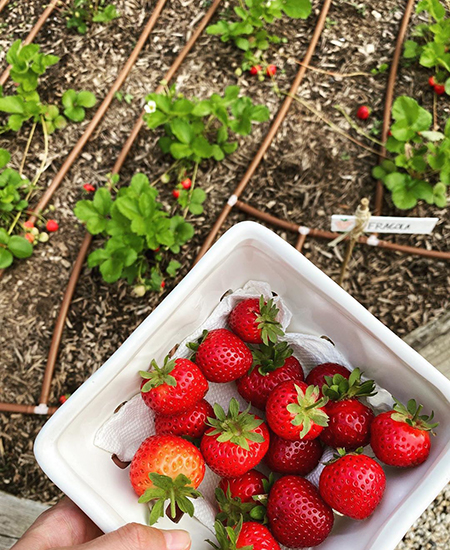 Клубника, роллы и булочки: беременная Джиджи Хадид показала, чем питалась во время самоизоляции Звездные диеты и фитнес