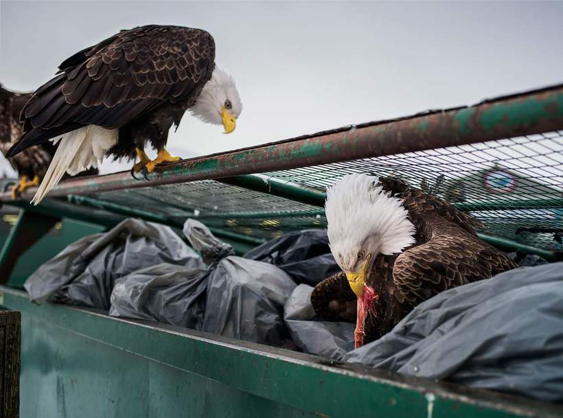 Город на Аляске, где орланов больше, чем ворон, а значит, у людей большие проблемы