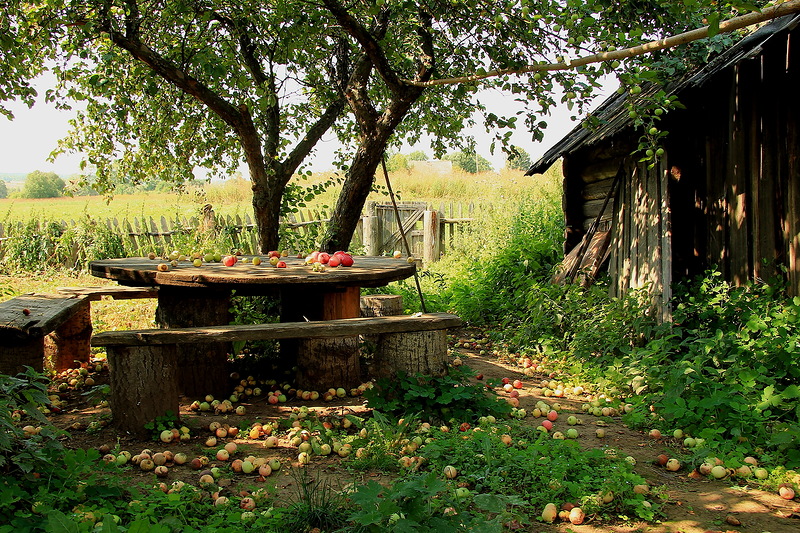 Старый яблоневый сад
