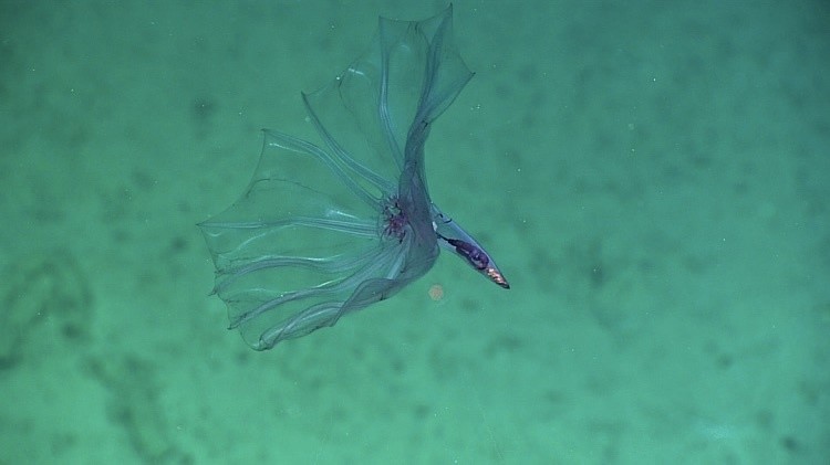 Морской огурец из семейства Pelagothuriidae. Тихого океана, снимки