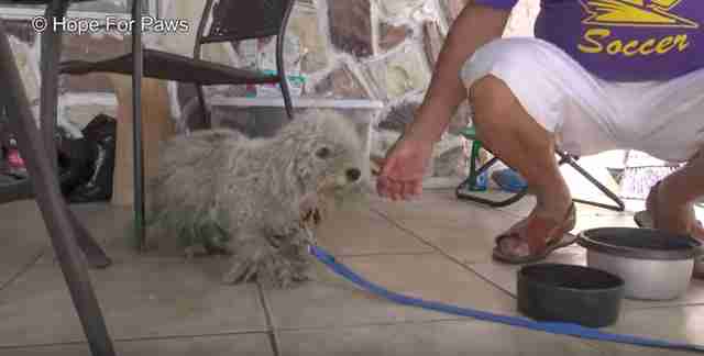 dog wouldn't let anyone touch her