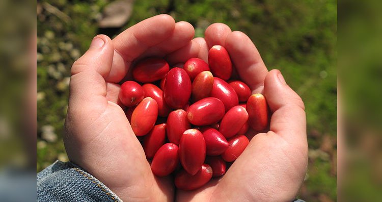 23 самых необычных фрукта и овоща, которые встречаются в природе 23 самых необычных фрукта и овоща, которые встречаются в природе