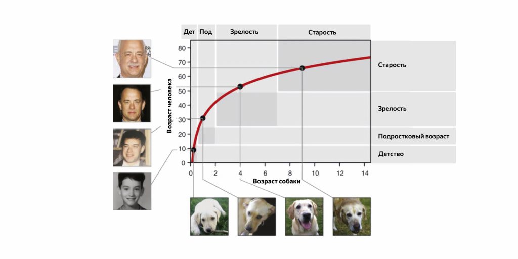 Как определить возраст кошки или собаки могут, возраст, челюсти, собак, зубов, кошек, резцы, собаки, начинают, определить, затем, породы, которые, жизни, котёнок, резцов, можно, стираются, верхней, более