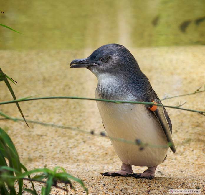 Красивые пингвины: Малый пингвин