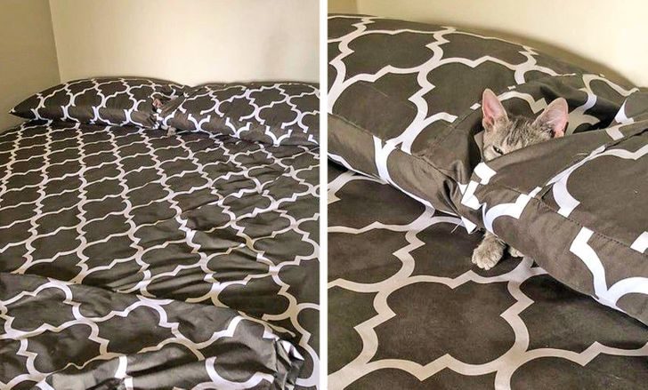 Люди, которые взяли домой котенка и по уши влюбились в это мелкое озорное чудо Люди, которые взяли домой котенка и по уши влюбились в это мелкое озорное чудо