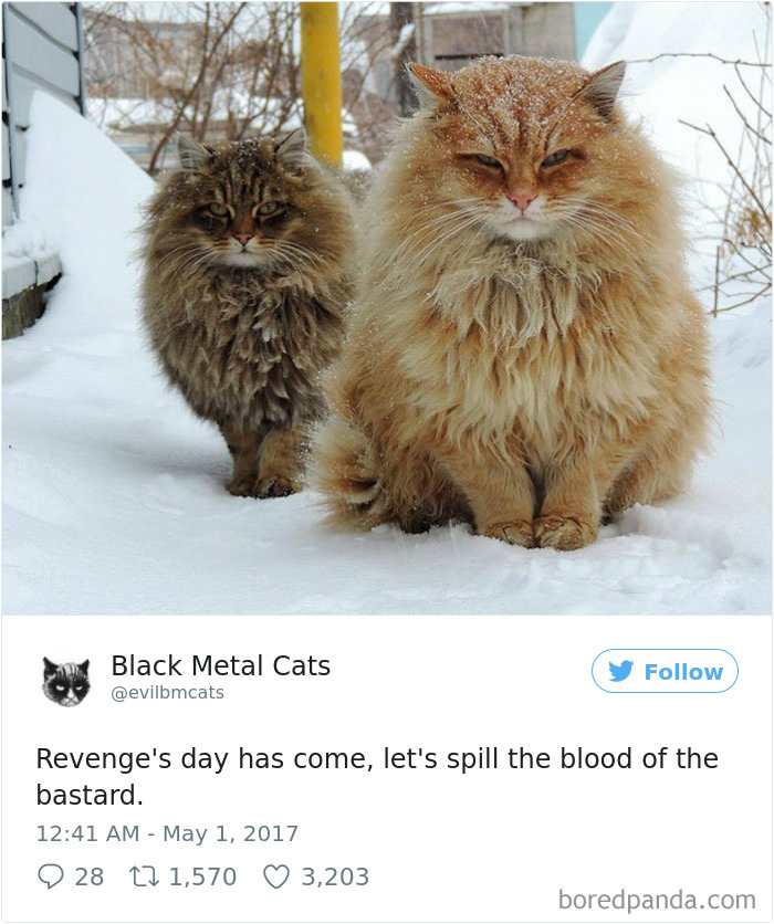 Black-metal-cats-lyrics-tweets