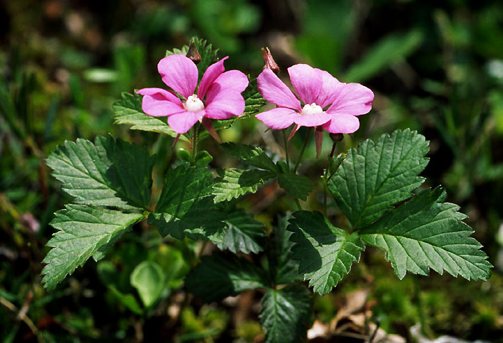 Семейства Crassulaceae, Rosaceae флоры северной части Корякского нагорья