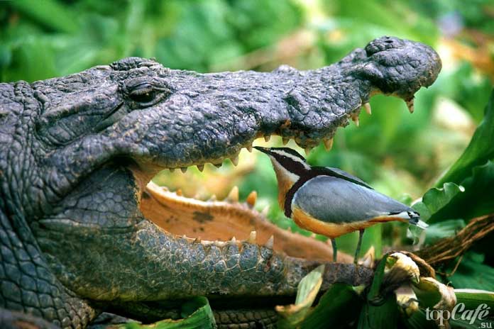Крокодил и птица