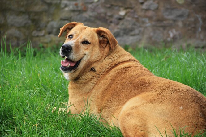 Не перекармливайте их: породы собак, склонных к ожирению домашние животные,наши любимцы