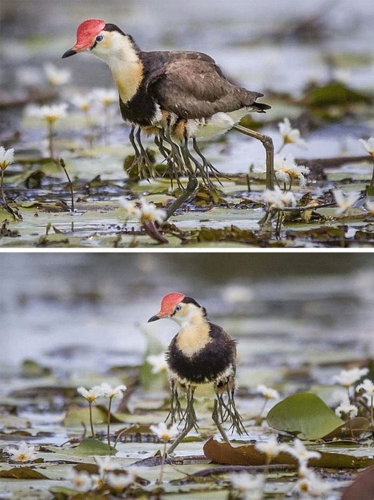 15 удивительных вещей, которые вы точно никогда ещё не видели 15 удивительных вещей, которые вы точно никогда ещё не видели