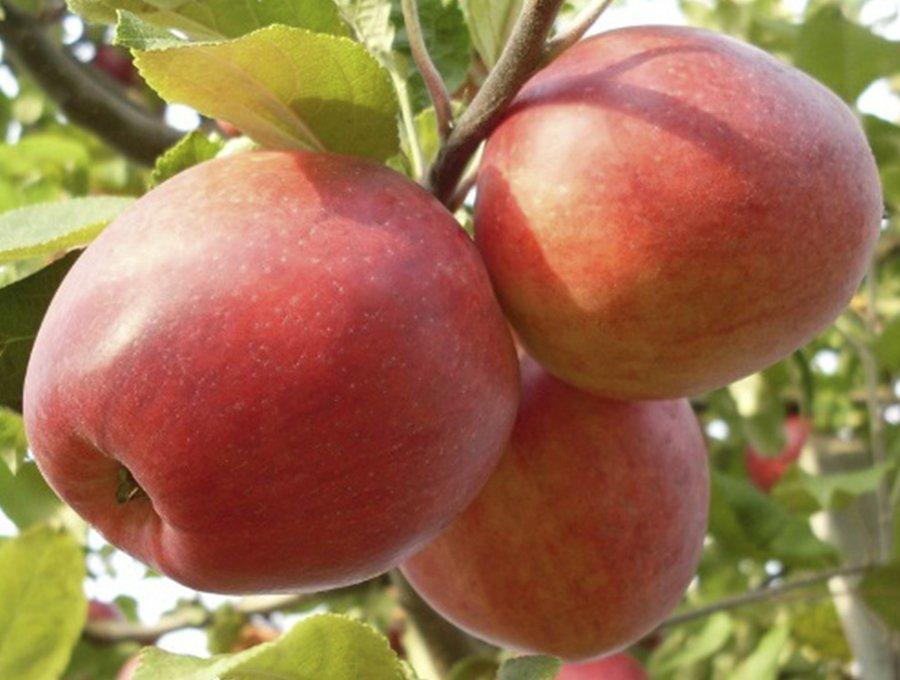 Самые сладкие сорта яблок яблоки, румянцем, плоды, кроной, плодов, массой, яблочки, плодоношении, Дерево, урожай, сортов, кожицей, периодичности, хранения, сладкие, красивым, созревания, Кожица, срока, самых