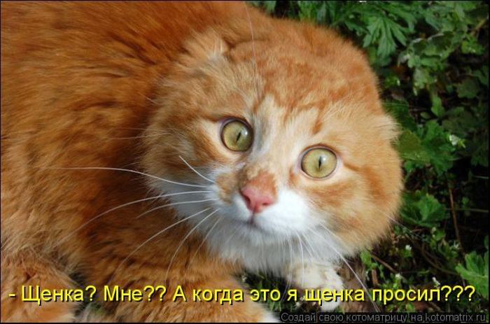 Мысли вслух :)