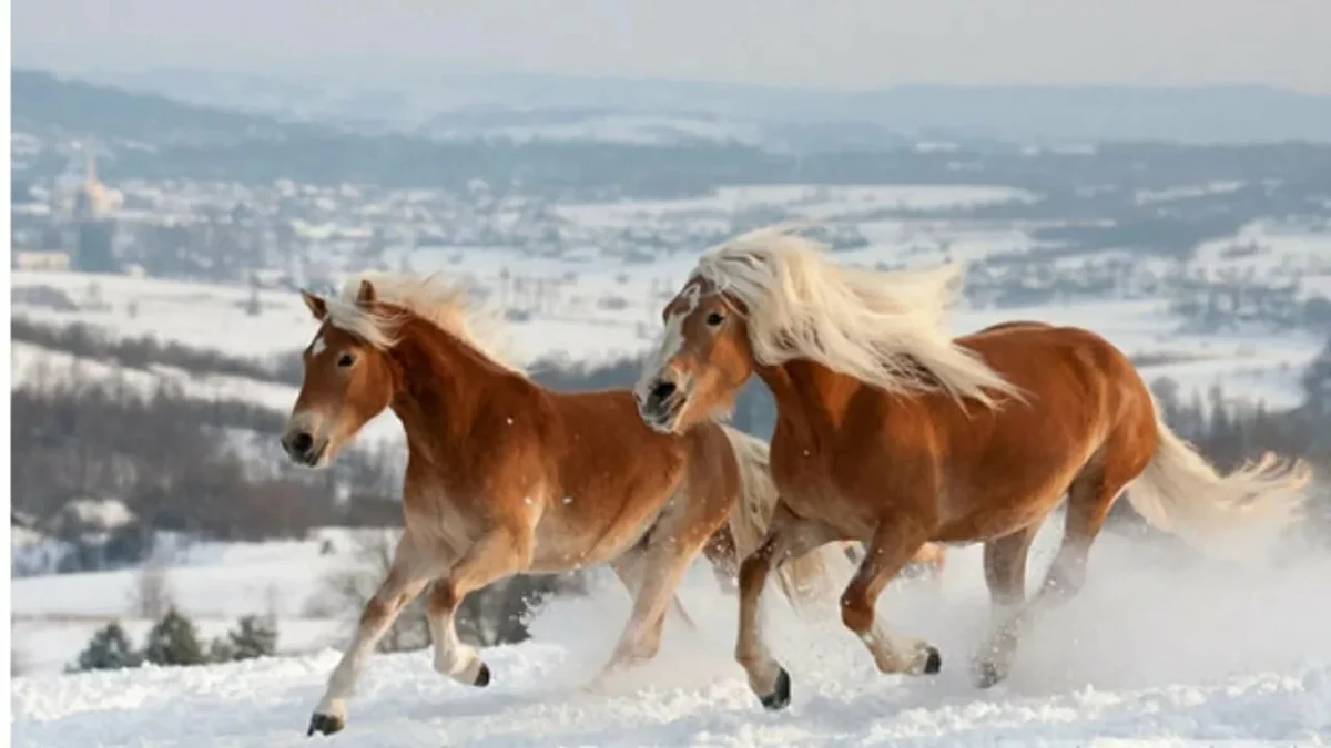 Великолепные лошади