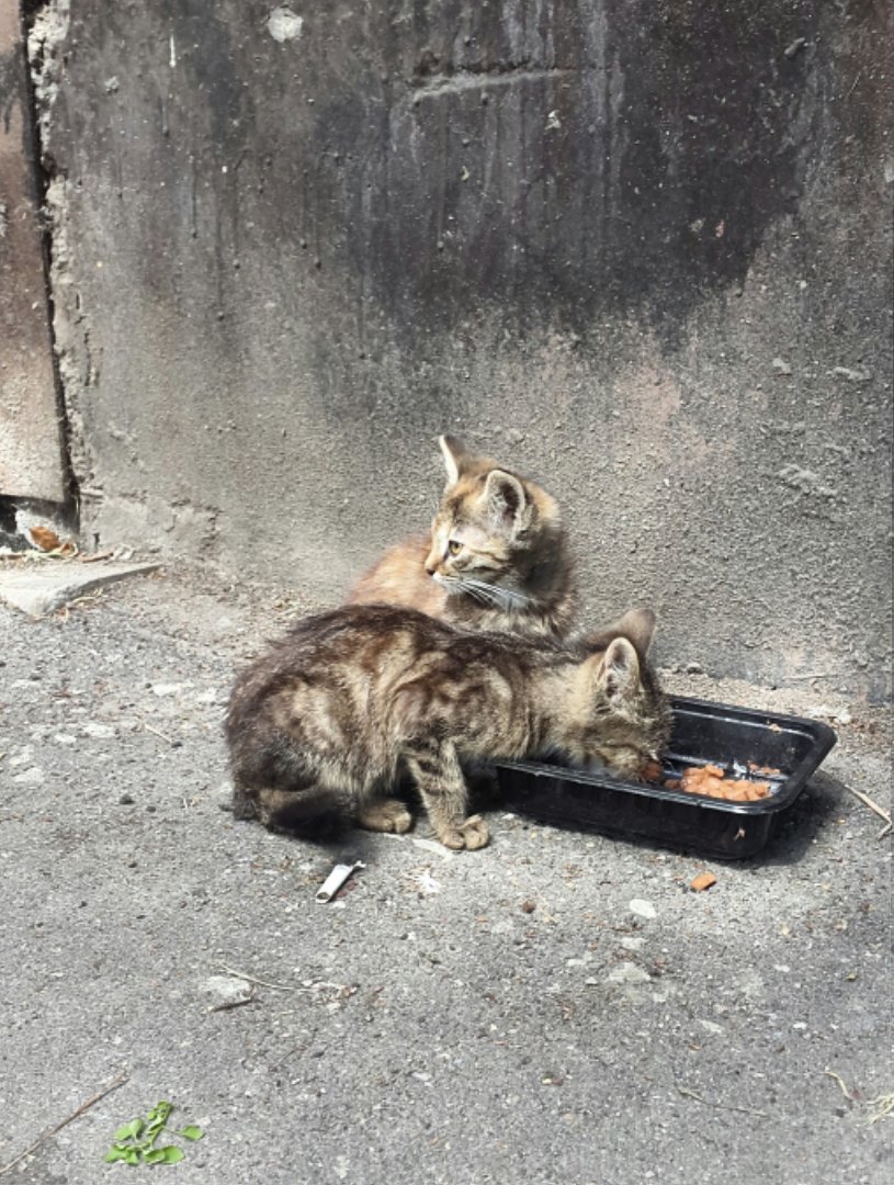 Как живут котята