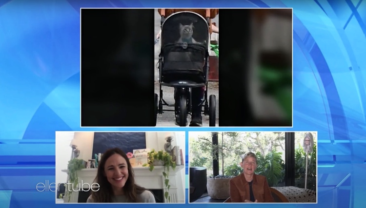 Дженнифер Гарнер рассказала, почему ее семья теперь гуляет только в компании кота Звезды,Новости о звездах