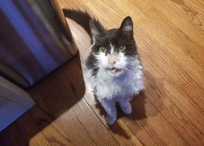 Как выглядят коты, когда стареют картинки,супер