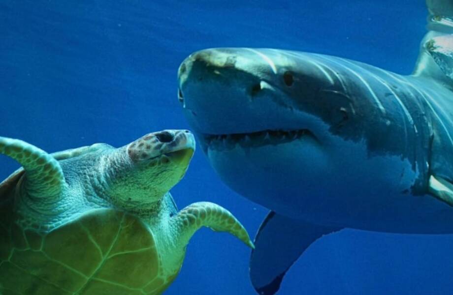 Видео: акула принесла к людям черепаху, чтобы ее спасти