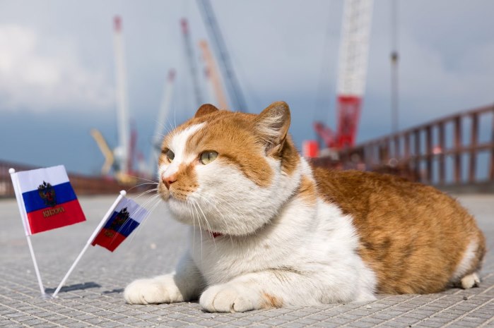 «Главный надзиратель» стройки века кот Мостик пройдет в Крым по Керченскому мосту