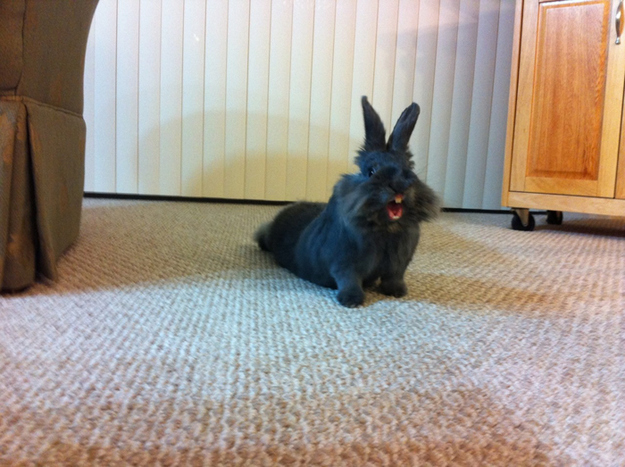 Улыбка в мире животных Улыбка в мире животных красивые фотографии,приколы,фото приколы,шикарные фотографии