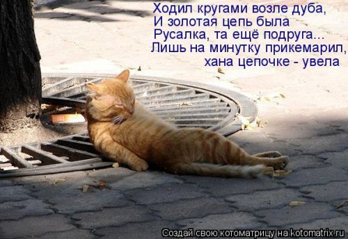 Лучшая котоматрица этой недели 