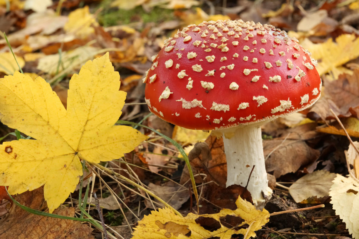 Топ-10 ядовитых грибов, которые точно не стоит класть в корзину дача,домашний досуг,полезные советы,сад и огород