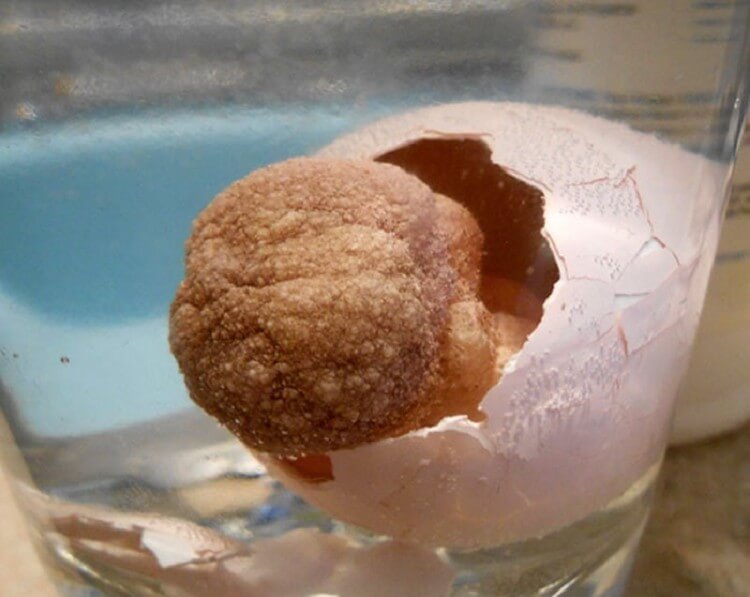 Парень нашёл игрушку-яйцо, которое растёт в воде, и лучше бы он не проверял, что из него вылупится Парень нашёл игрушку-яйцо, которое растёт в воде, и лучше бы он не проверял, что из него вылупится