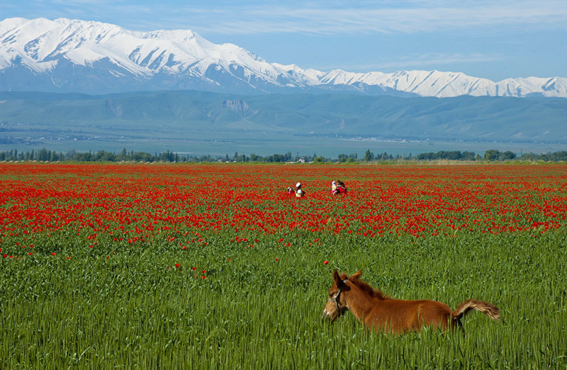 Сказка наяву, или Как выглядят алые маки Кыргызстана природа