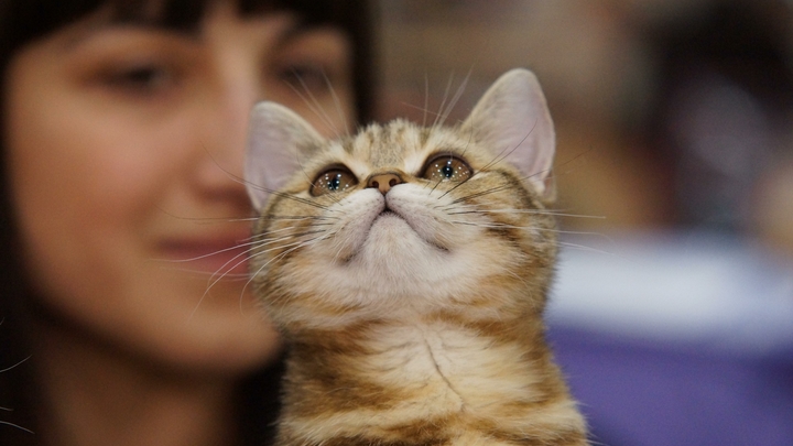 Это чувство котята сохраняют на всю жизнь: Ученые раскрыли правду о преданности кошек своим хозяевам