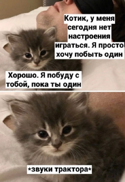 Зверский юмор, КОТОФейный 