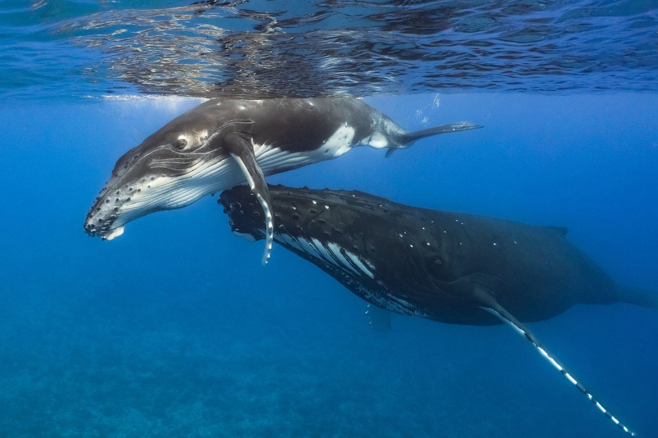 Конкурс подводной фотографии Ocean Art 2021 животные,природа,Путешествия,фото