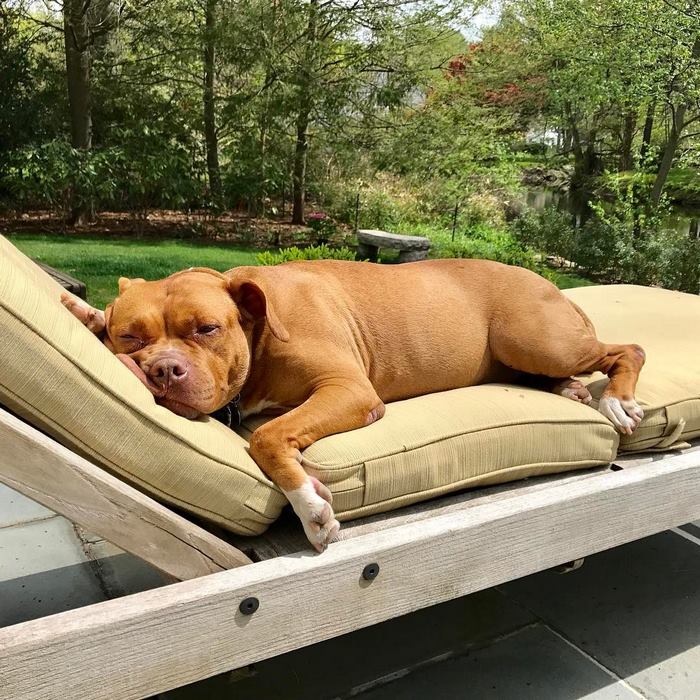 chained-rescue-pit-bull-enjoys-comfortable-beds-lola11