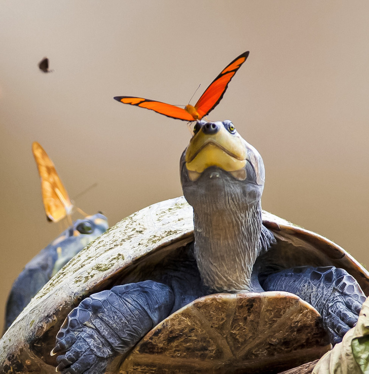 Самые необычные факты о нашем мире, которые удивят даже циника со стажем. мир,факты