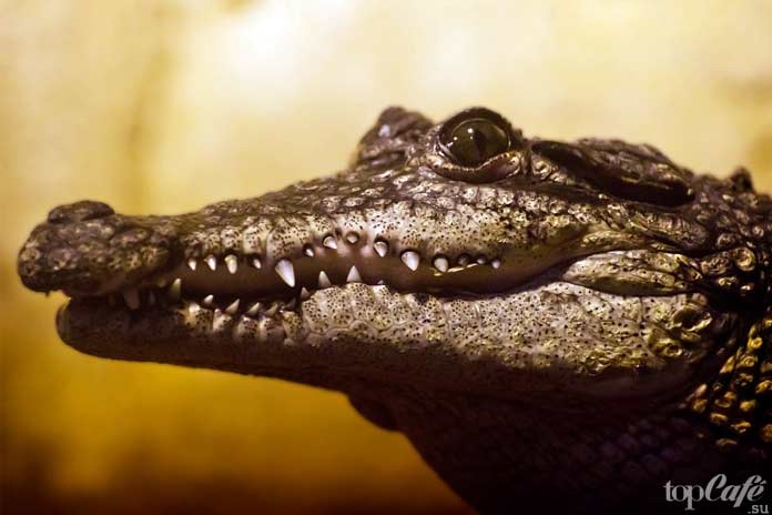 Холоднокровные существа